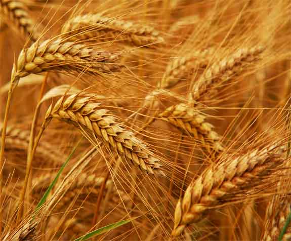 Wheat